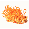 Cordyceps