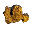 Chaga