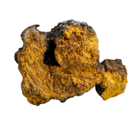 Chaga