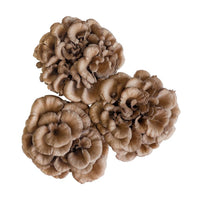 Maitake